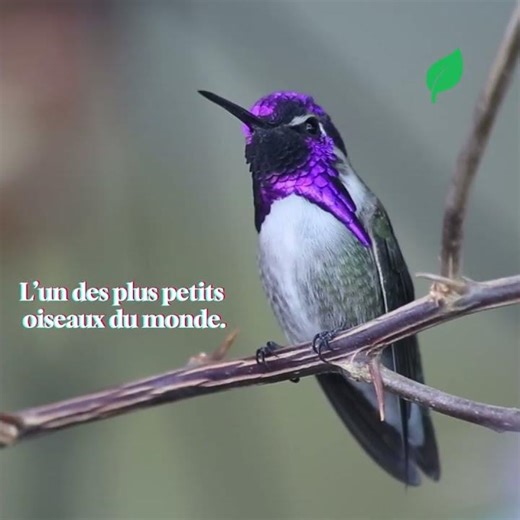 LE COLIBRI : La Balle de Canon Ailée Qui Vole à 80 KM/H 🤯 (Le Secret de son Vol) #NATURÆ