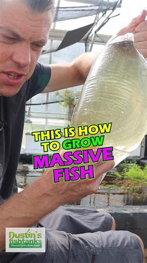 😜 HOW TO GROW MASSIVE FISH 😍 Check out my MASSIVE Golden Dojo Loach. What do you do to get large fish? What do you feed them? TANK ON! Follow us! @DustinsFishTanks https://linktr.ee/dustinsfishtanks #large #huge #massive #fish #aquariumfish #freshwaterfish | Dustin's Fishtanks