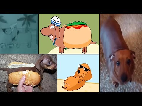 Perro Salchicha, Gordo Bachicha en diferentes versiones (Original, Animado, con imágenes, Vida real)