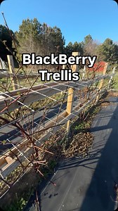 24 reactions | This is my blackberry trellis I built last spring! It is built from cattle panels and is the BEST thing I have ever seen for blackberry cane management! #blackberrys #blackberry #trellis #gardentrellis #cattlepaneltrellis | Salmon Creek Living | Facebook