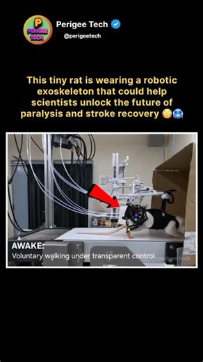 Scientists Built a Robotic Exoskeleton for a Rat 😳🐭⚙️