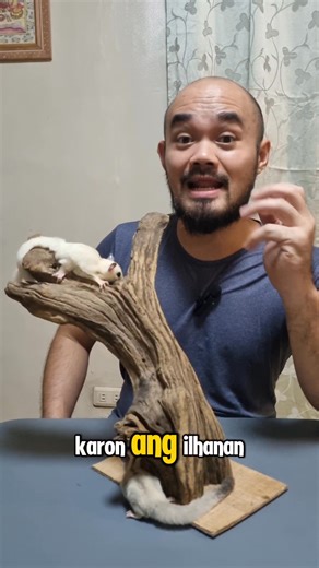 platinum and platinum combo, sugar glider guide for keepers by kuya ken🐿 | Supreme Exotics PH