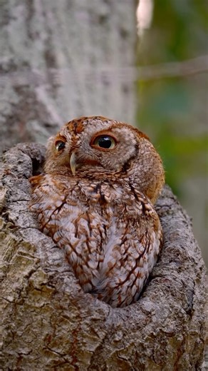 The captivating gaze of an Eastern Screech Owl🦉⁠ The 18-million-acre Florida Wildlife Corridor provides critical habitat for many of Florida’s avian species. The natural pathways of the Corridor allow wildlife to navigate freely between our remaining wild spaces to forage, breed, and thrive.⁠ ⁠ 📸: @aramisnature | Florida Wildlife Corridor Foundation