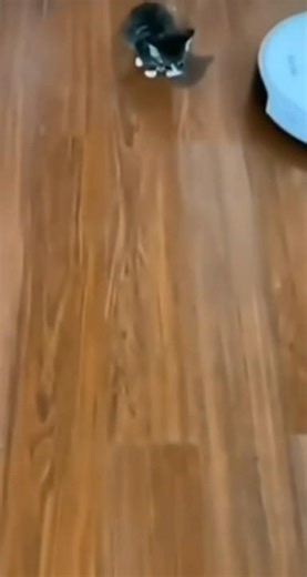 attention don't buy a robot vac #funny #entertainment