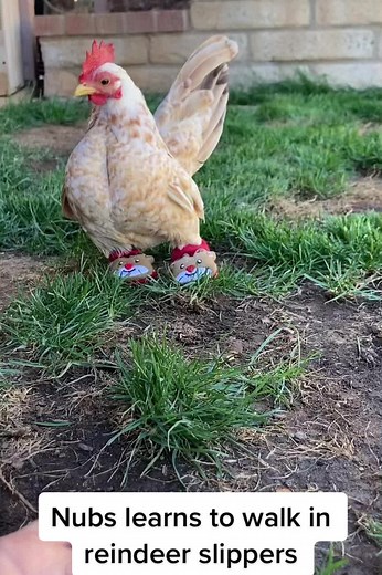 Nubs learning to walk in his reindeer slippers a year ago ... he was determined! #rooster #homestead #chicken #chickenlife #love #animals #crazychicken #animallover #specialneeds #tiny #pet #tinyanimals #handicap #pets #learning #determination #serama #mini #bantam #bantamchicken