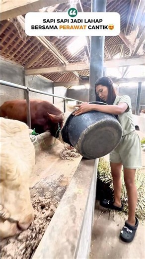 PAWANG SAPI CANTIK😍SAPI JADI LAHAP #review #sapi #super #viral #cantik #beautiful #shorts #fyp