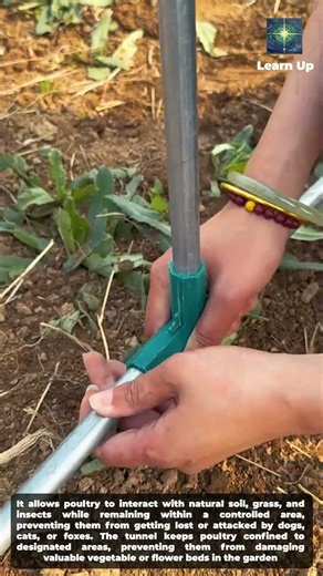 Optimize your garden space with a smart mobile poultry house
