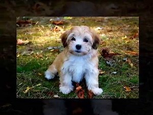 How To Potty Train Your Havanese Puppy - Top 5 Tips On How To Potty Train Your Havanese Puppy