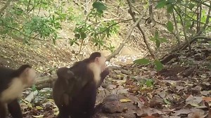 Caught on camera, capuchin monkeys kidnap howler monkey babies