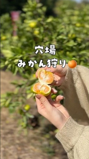 穴場の大阪みかん狩り 「観光農園南楽園」