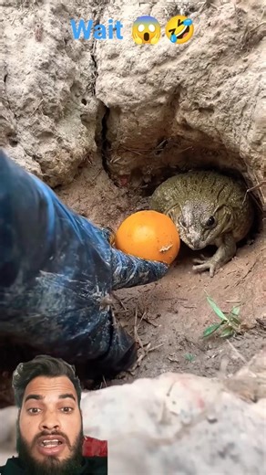 cute frog 🐸 😁funny video #funny #frog #shortvideo #viral #cute #shortsfeed