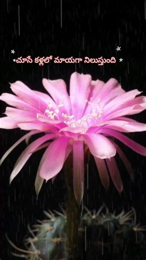 పూల అందం మాటల్లో చెప్పలేమా..?#song #flowers #song #shorts#short