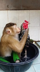 What a cute little monkey, that SokYaa | Amazing TV