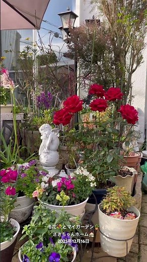 【HD】2025年12月16日 ‼️冬の花が咲いています。 #flowers #garden #癒し#薔薇は美しく散る #ばらの花 #gardening #rosegarden #spring