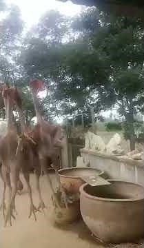 How to pluck a chicken in 14 seconds - Homemade Whizbang Chicken Plucker