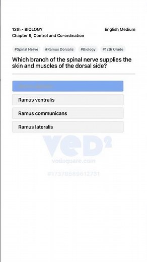 Spinal Nerve Branches Explained 12th Biology Chapter 9