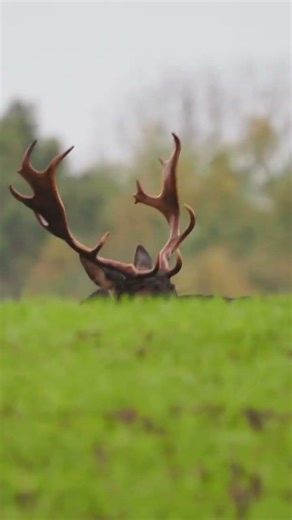 Fallow Buck with his Harem. #deer #nature #wildlife #autumn #photography #animals #barkingdeer