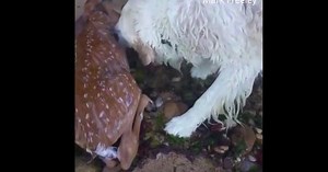 Dog saves baby deer from drowning