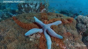 Phylum Echinodermata | Overview, Characteristics & Examples