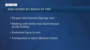 Colorado man gored by bison in Yellowstone National Park