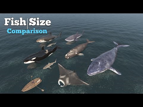 Fish Size Comparison | Smallest to Largest Water Fishes