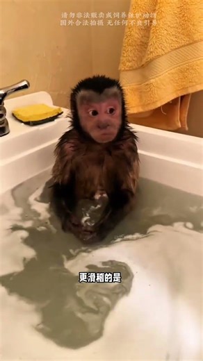 Capuchin monkey: A clever and diligent little Wukong #FantasticBeasts #AnimalScience #KnowledgePo...