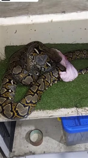 Feeding time reticulated python#snake #python #ularbesar