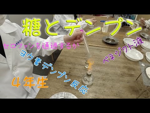 ブドウ糖とデンプン：４年生：理科実験 【麻布科学実験教室】