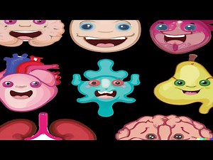 Body Organ Functions Rap Song