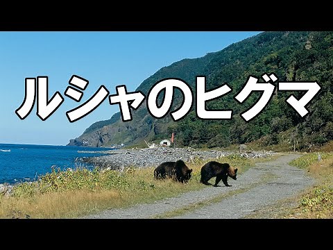 ルシャのヒグマ