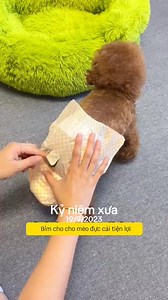 Như e bé vậy á #bimchochomeo #kỷ niệm xưa | Pet Kid Shop
