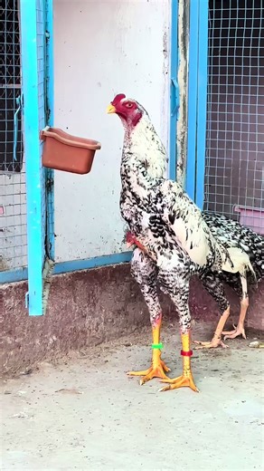 Amazing Cheak Breed Chicken Setup 🐔✨