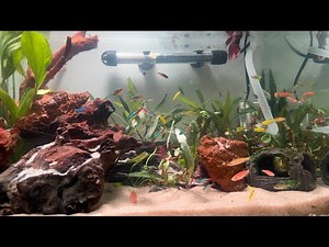 Planted Aquarium Setup | In 10 Steps #exoticaquariumfish #marineaquarium #fishtank #aquariumfish