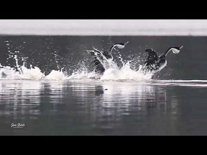 Full courtship dance with Western Grebes