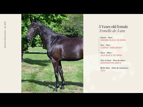 Lot 31 - Mamba Black De Rima - Cornet Obolensky ( alias Windows van het Costerveld ) X Dominator Z