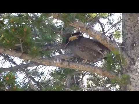 Blue Grouse Mating Call in Tuolumne Meadows
