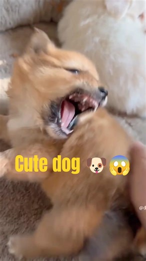 Milk Fierce,milk Fierce, remove the battery ,#fixthedog #puppy #puppy #littlecutie #shorts #viral 🌹🐶