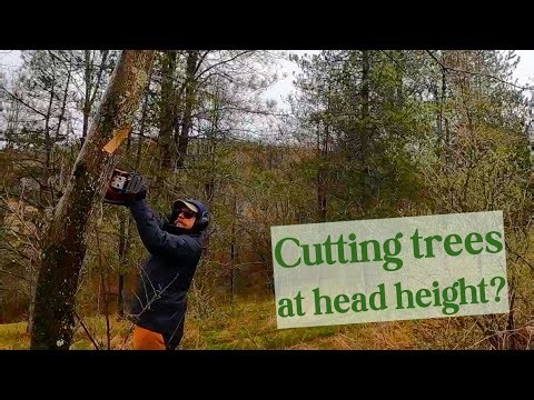 Pollarding / Coppicing Ash Trees: An effective strategy for dealing with Emerald Ash Borer?