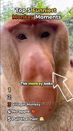 Ranking Funniest Monkey Moments 😂🐵 #shorts #funny