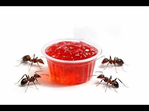 Ants vs Jelly Cup - Timelapse