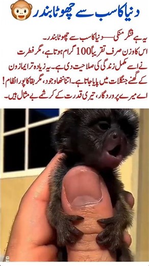 Finger Monkey The World’s Smallest Primate#FingerMonkey#PygmyMarmoset#SmallestPrimate#AmazonWildlife