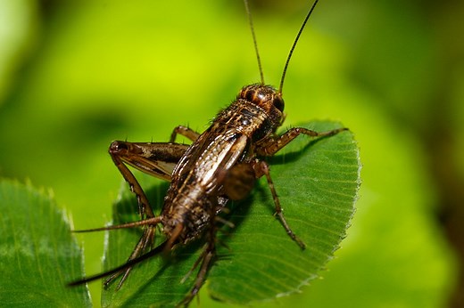 The Dangers of Eating Crickets and Why I Won't Be Eating Bugs