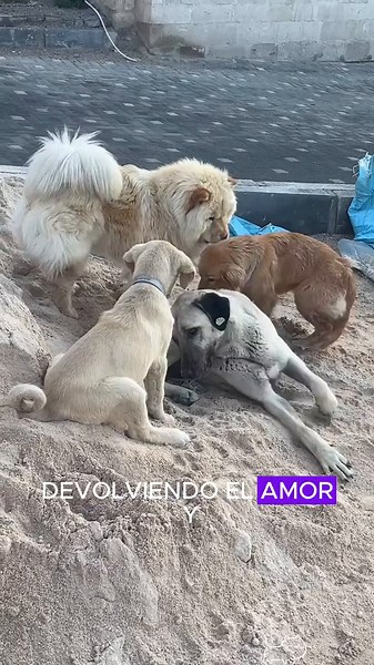 Heartwarming Stories of Dog Rescue and Love