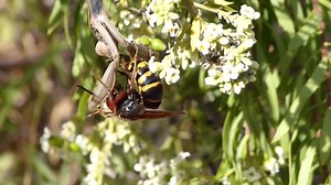 File:Mantis eating small bee caught video.webm - Wikimedia Commons