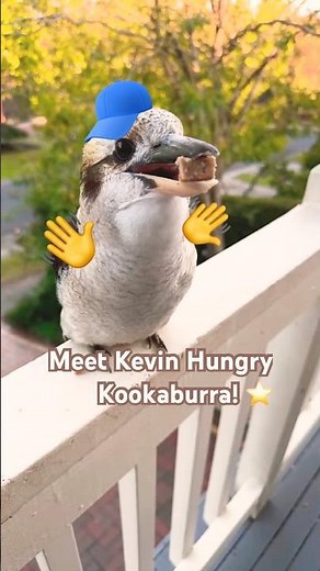 Kookaburra food! 👋⭐️ Did you Know? #australian #bird #kookaburra