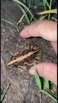 🐸 Funny Frog Jumps Gone Wrong 😂 | Funniest Frog Catching Moments #shorts