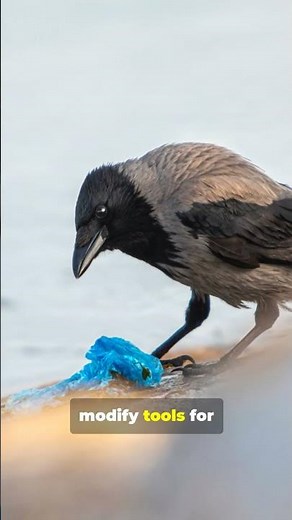 Watch This Crow Build A Tool 🤯