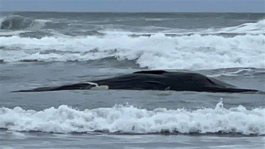 Beached sperm whale in the surf at Fort Stevens State Park