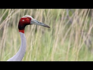 Sarus Crane Call - Loud trumpeting sounds