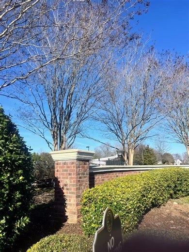 Before and After: Pruning Crape Myrtles